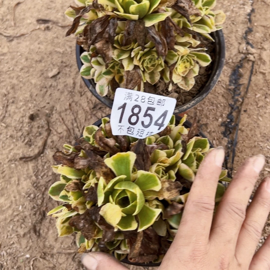 1854组合多肉植物迈巴赫