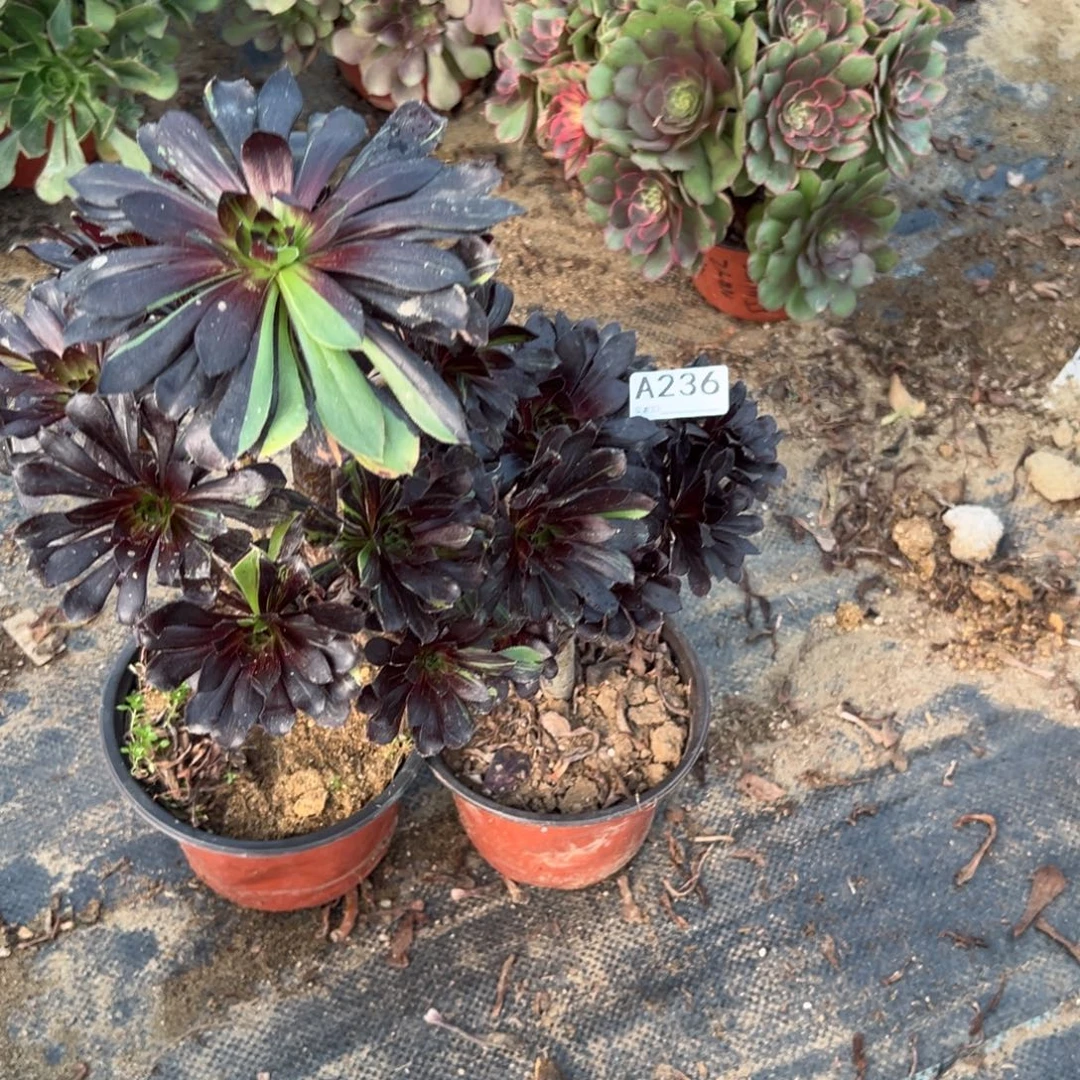 霞***园236两颗组合多肉植物法师