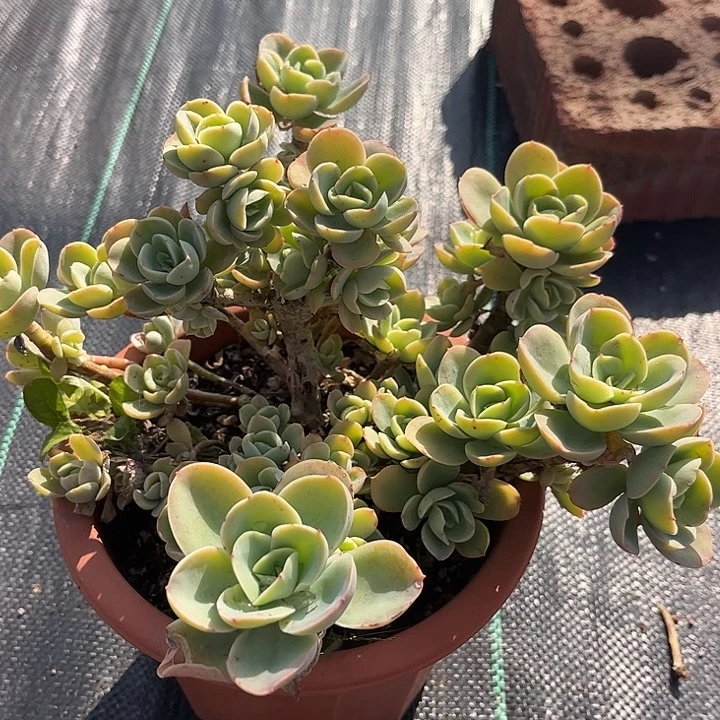 多***花347不售后奇兵脱土发货不退不换退不换