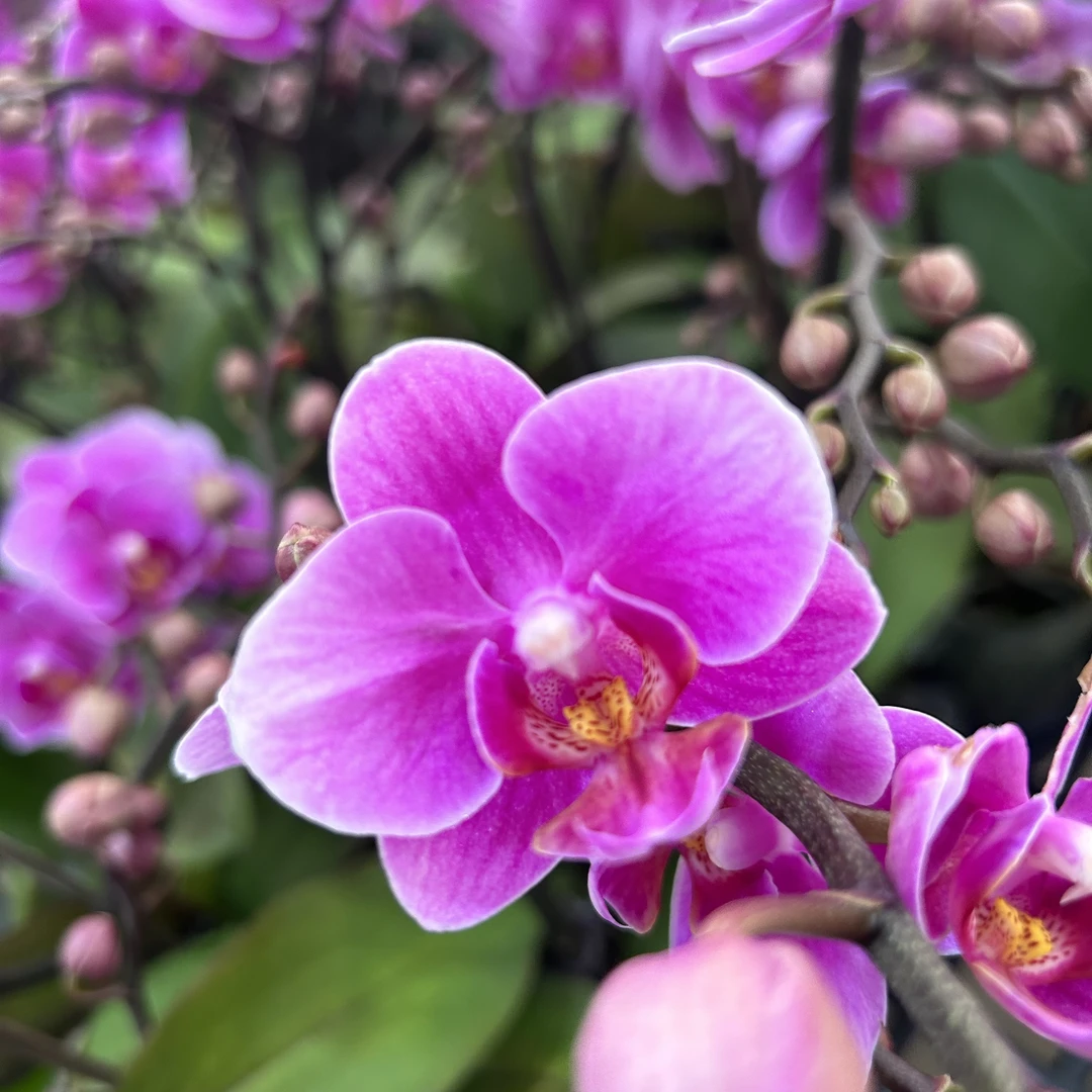 蒸蒸日上【婚宴】精品蝴蝶兰 单株单花剑佛山基地批发