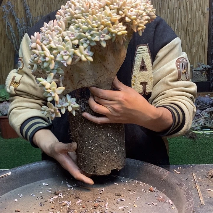 无***果21 号淡雪多肉植物