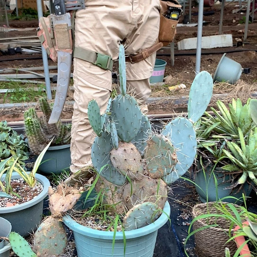 一物一拍仙人掌整盆发货。