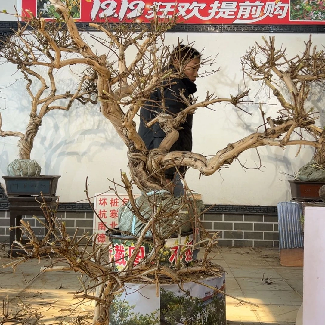 无花朵金银花55555555555555