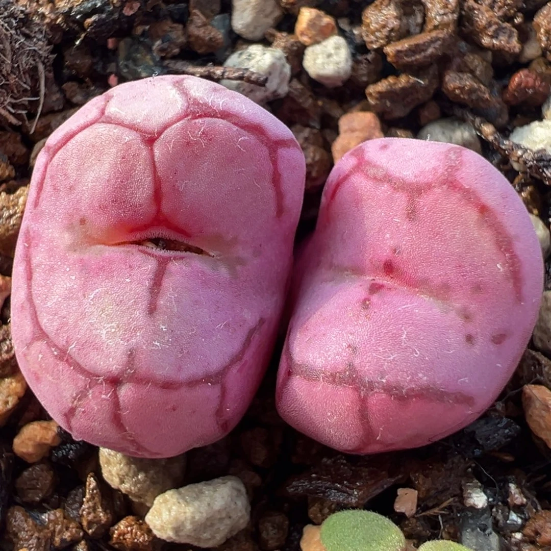 超级猴脸群多肉植物百科