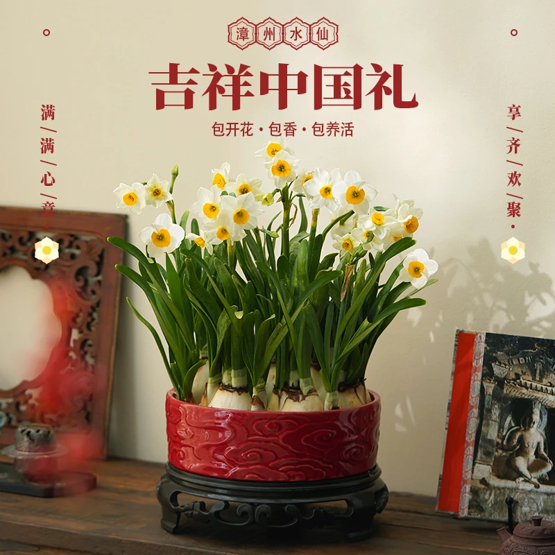 【陶瓷祥云盆满盆】漳州水仙花特大室内盆栽水培花卉绿植年宵花送礼
