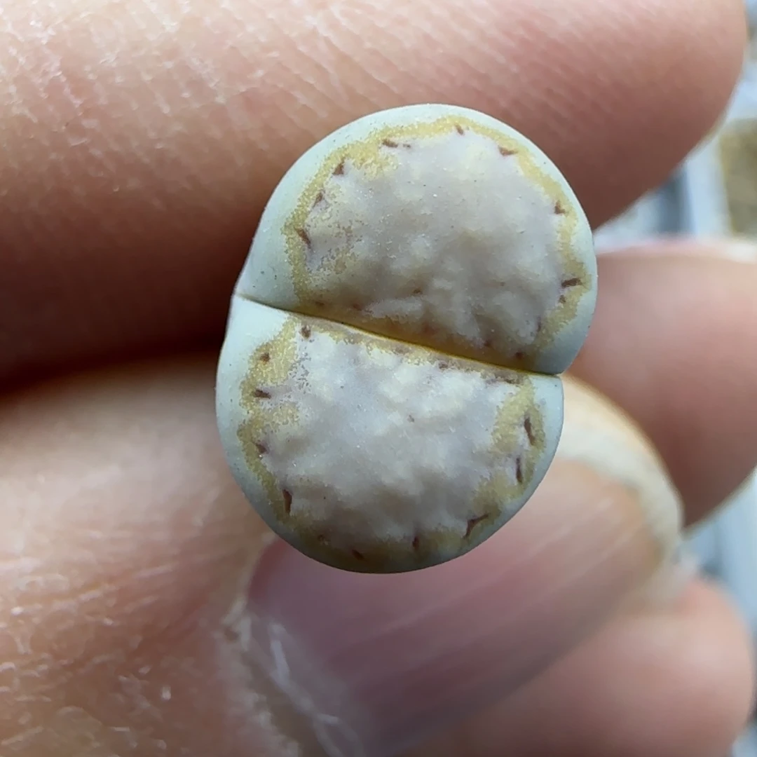 784饼干216 清框福利30包邮