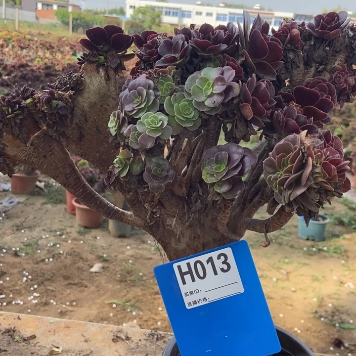 静***好013欧紫缀化老桩老转