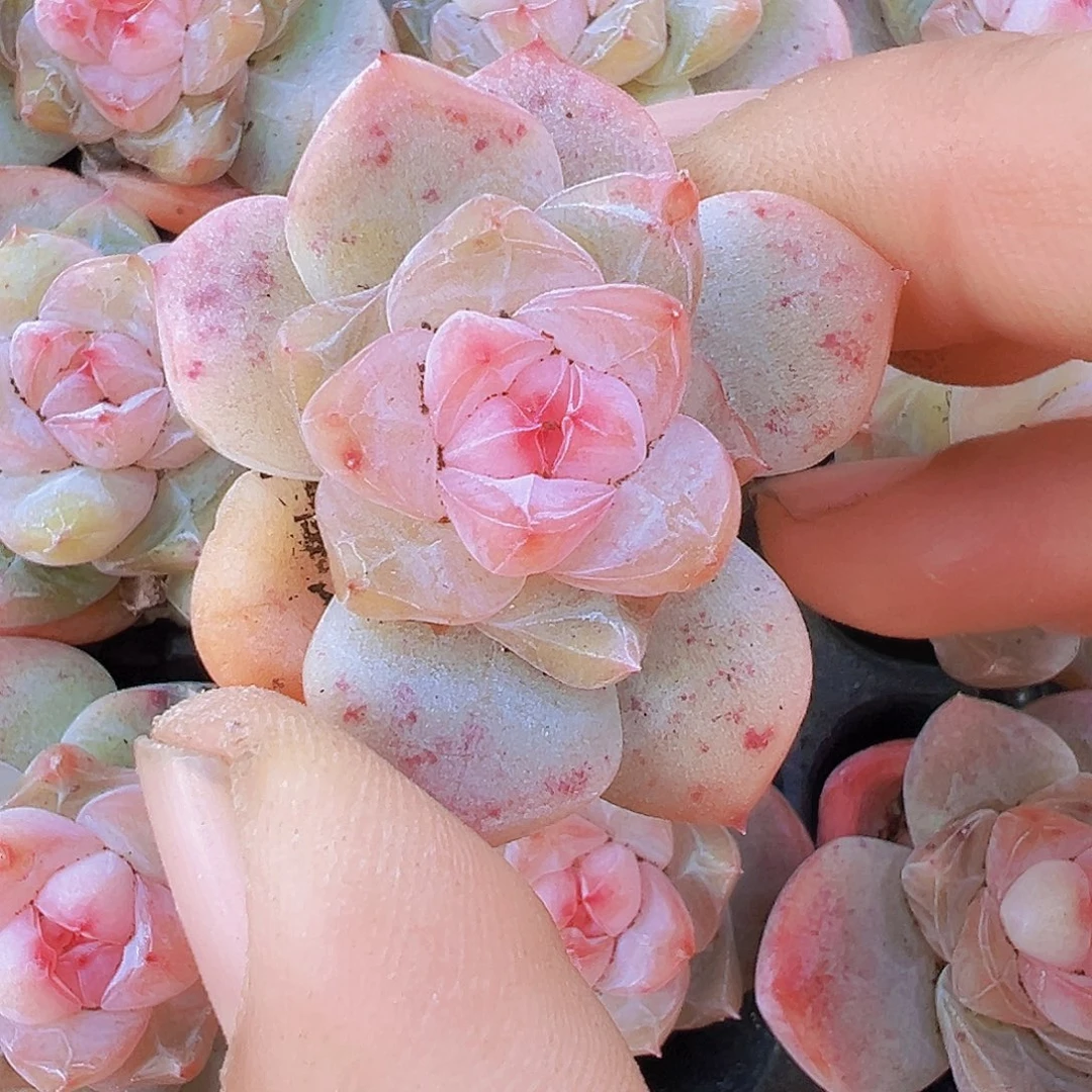 繁星珍妮苗5颗多肉