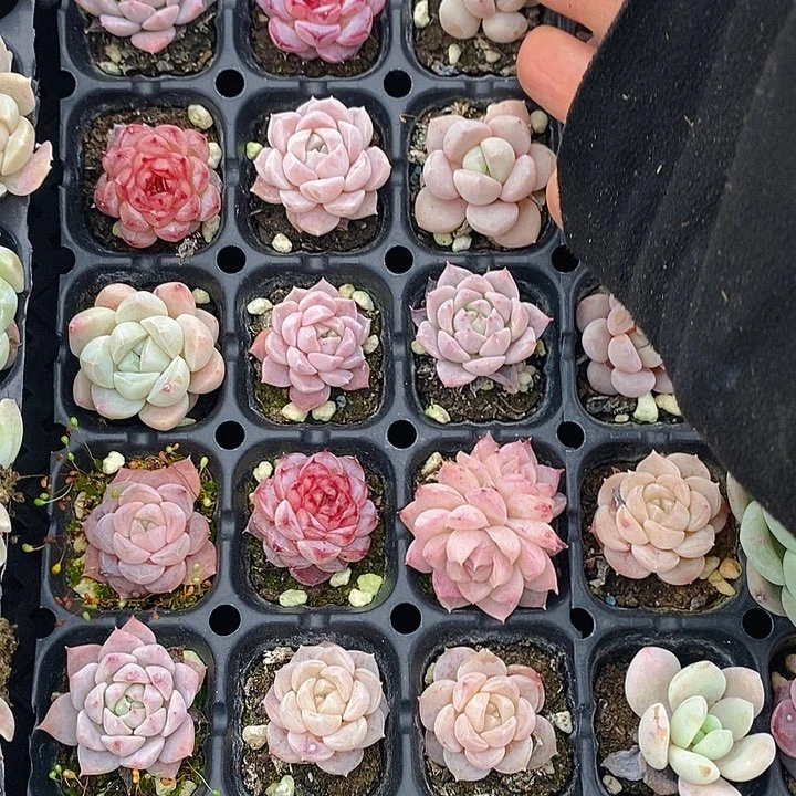 224 多肉植物盆栽花卉植物