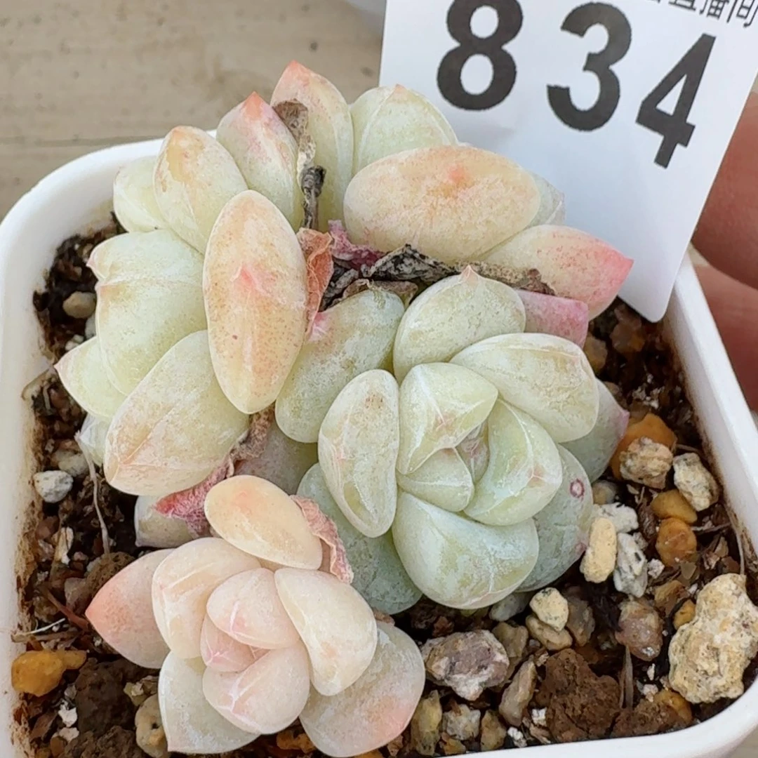 冰玉群生整装无砍