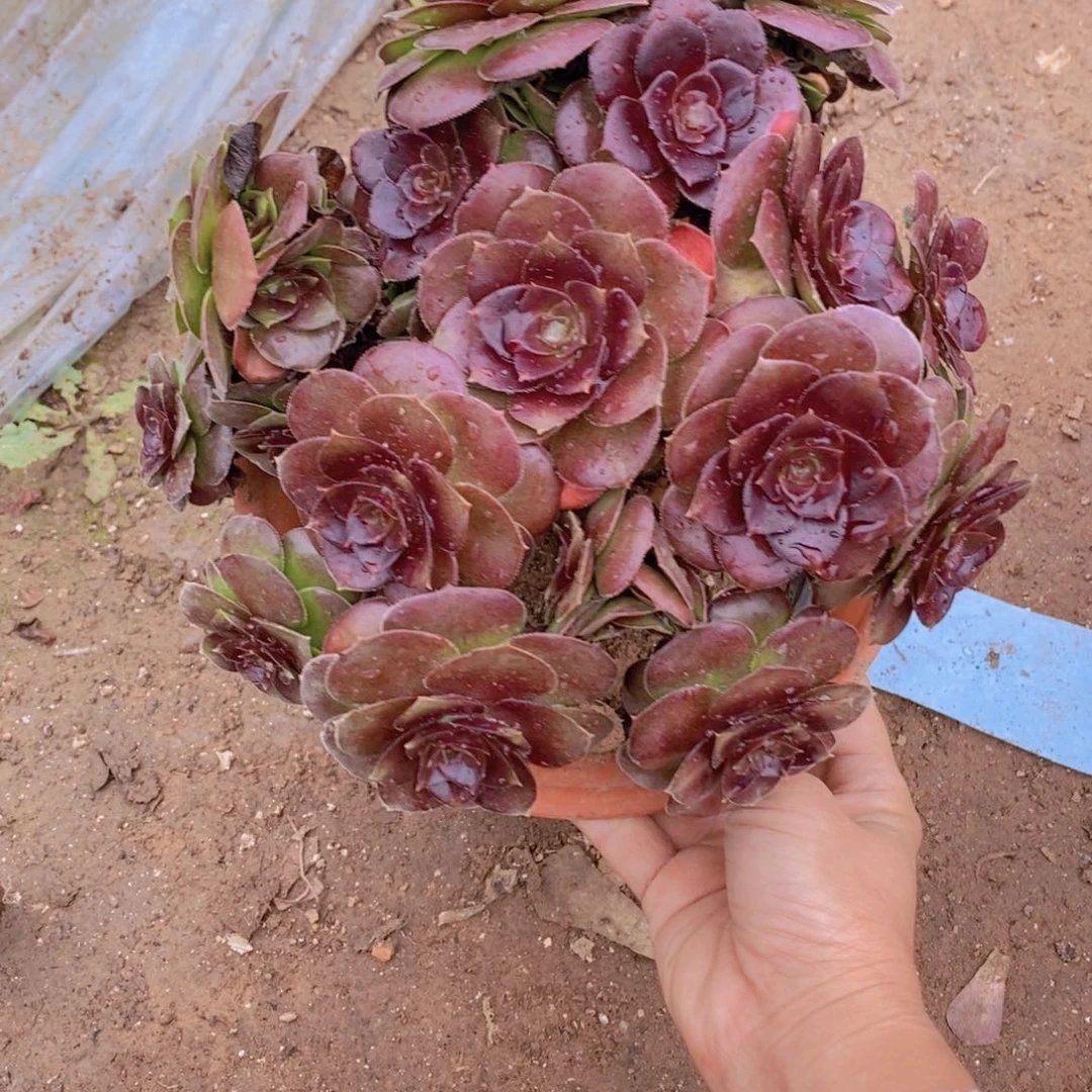 1693 号一物一拍多肉植物