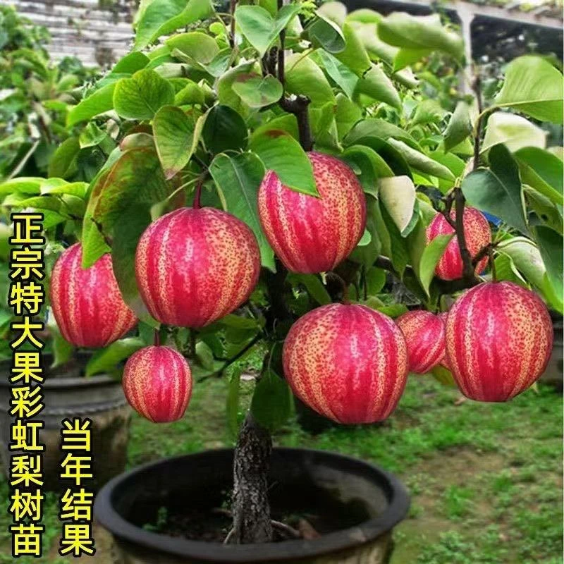 彩虹梨红香酥梨树苗盆栽地栽适用于南方北方种植