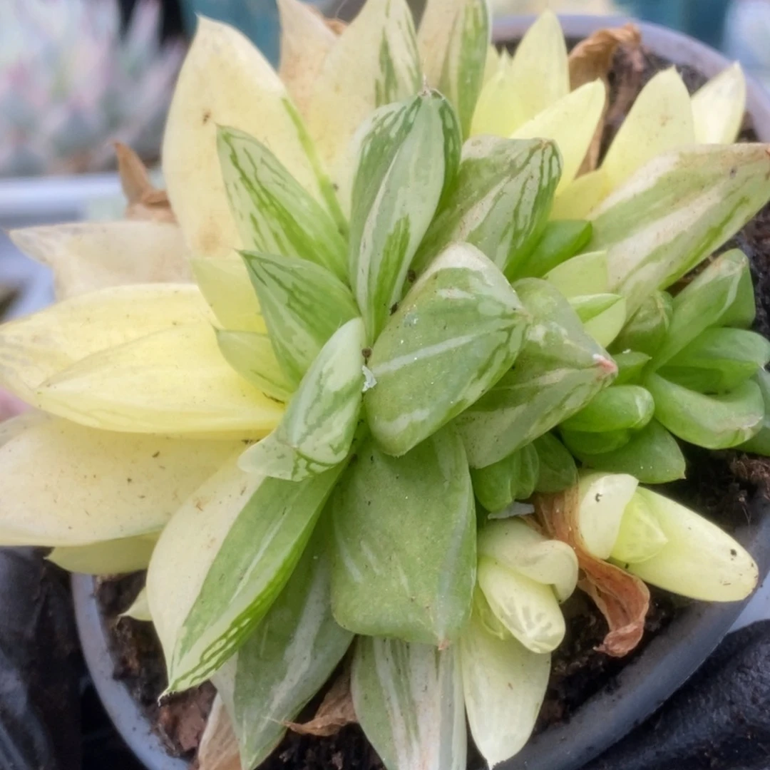 230金之华锦锦锦锦锦锦