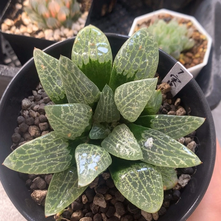 7号实生寿一物一拍