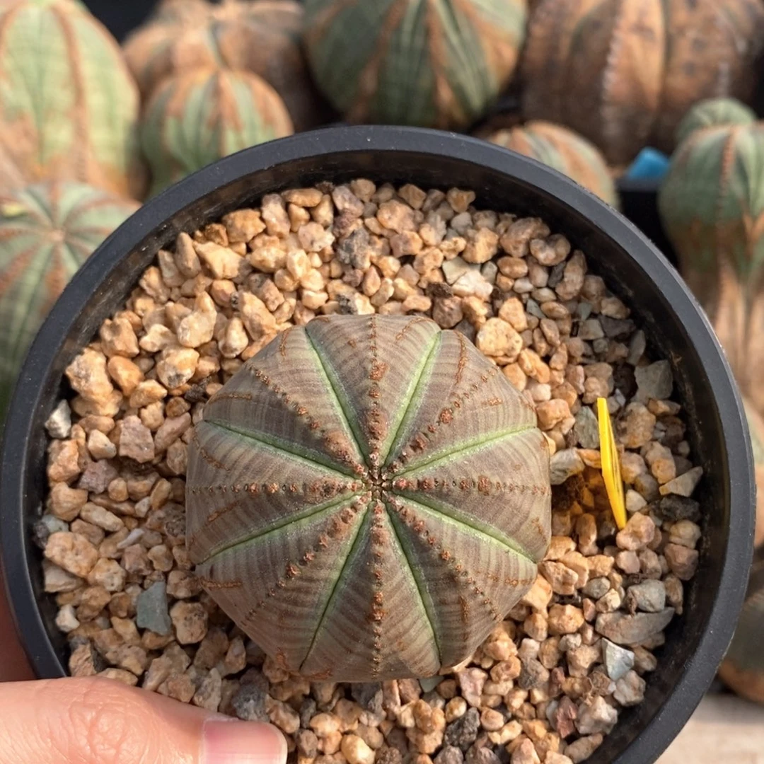 13布纹球精品一物一拍