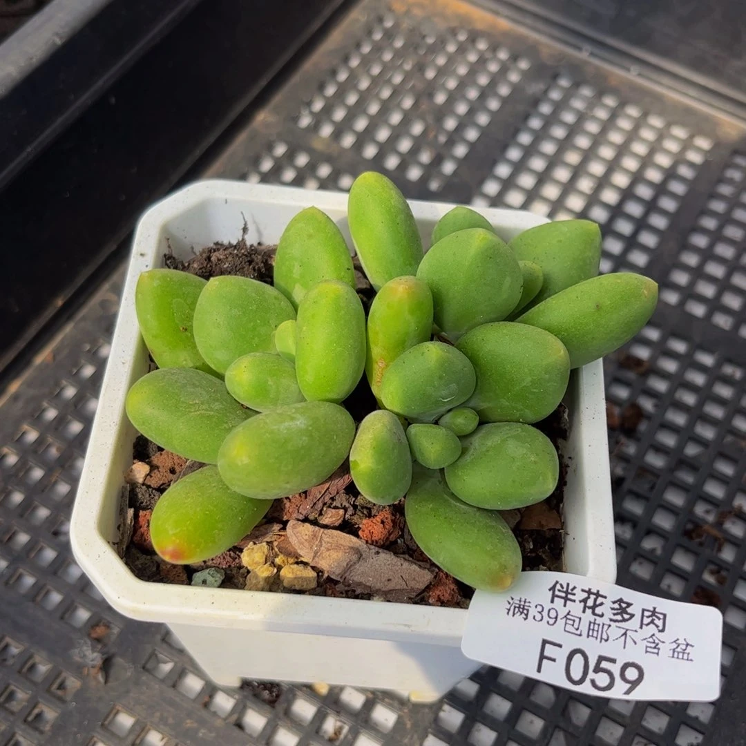 059-kk奶酪多肉6cm