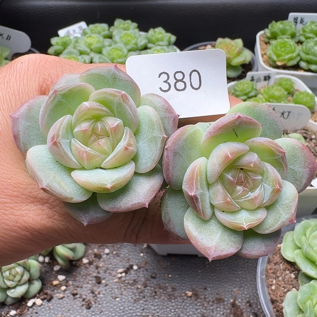 一物一拍一物一拍916-380
