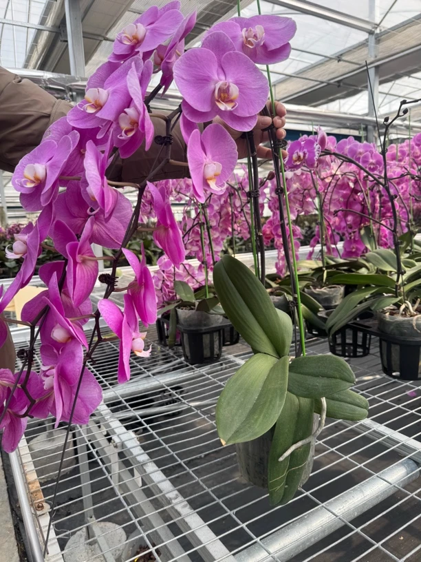 【花后苗】（大白，婚纱粉，粉冠军，米歇尔，藏宝图）-蝴蝶兰 5.0寸杯