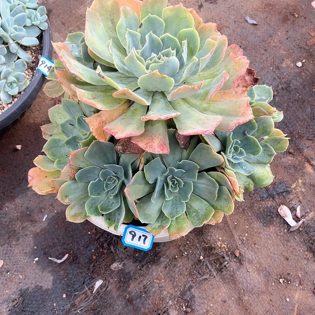 917海啸 一物一拍多肉