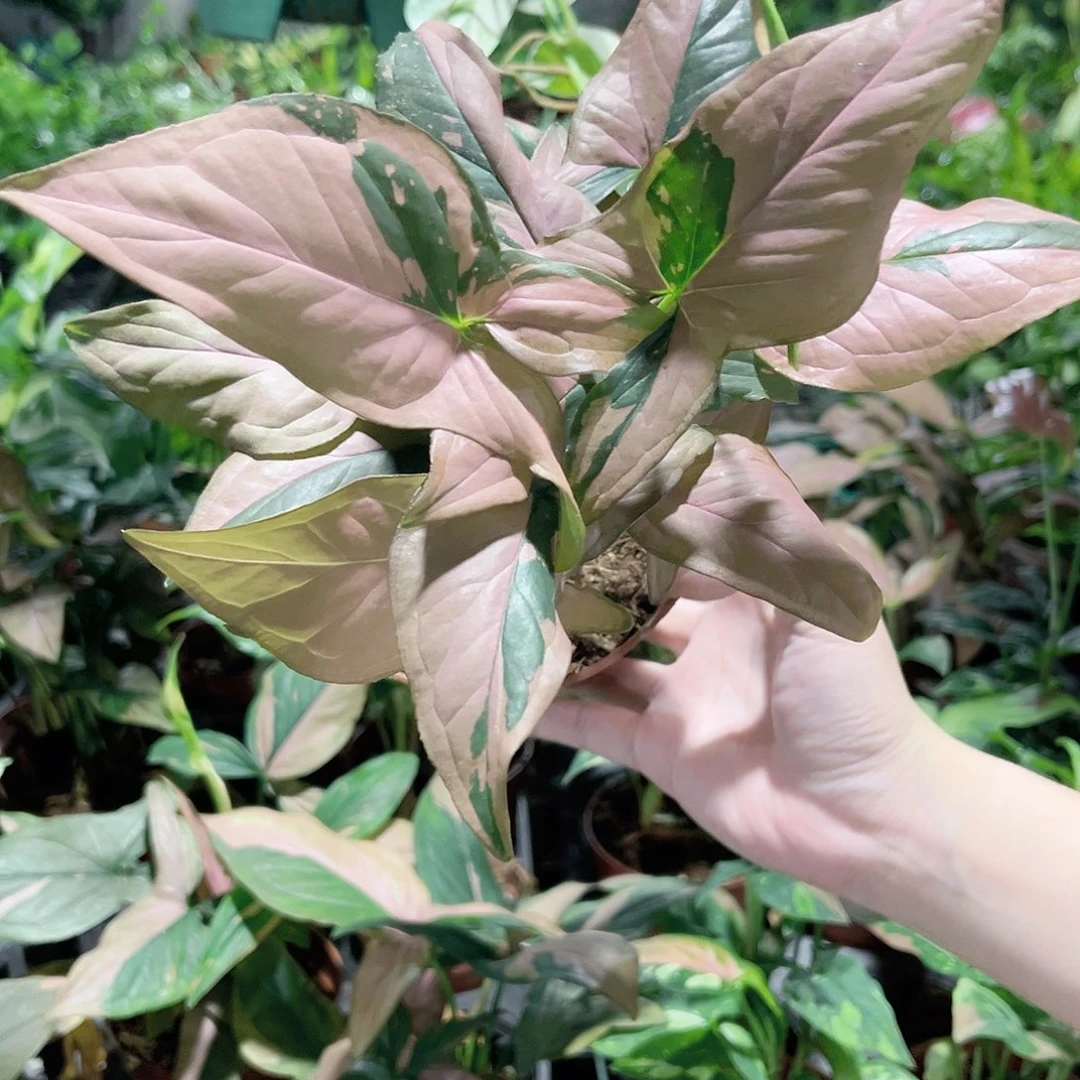 完全开放282粉锦合果芋