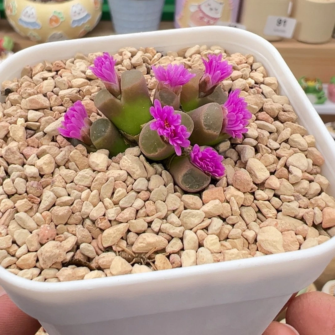 多肉植物实付9.9元包邮17号