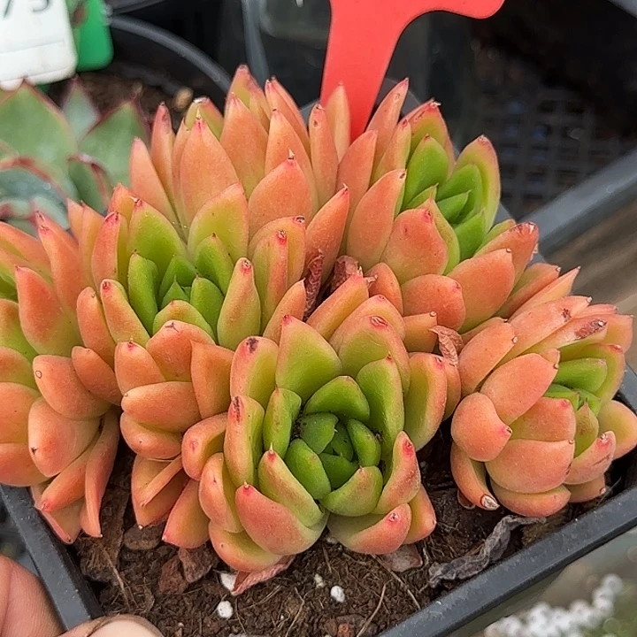 东云惊鸿一物一拍包装收缩花旱