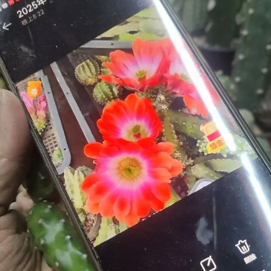 仙人球水仙情郎侧芽两个