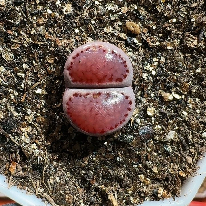 生石花1111111。     316
