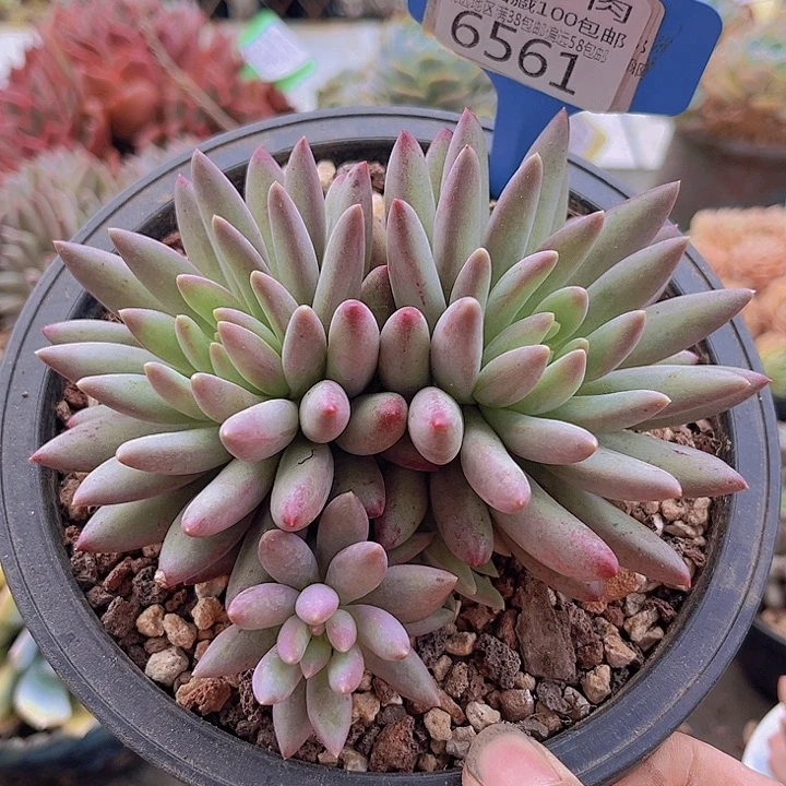 6561虞美人。