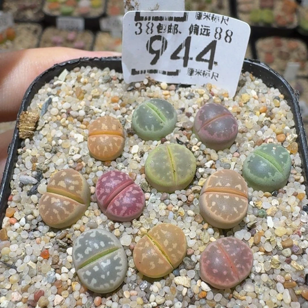 Ssss精品生石花944