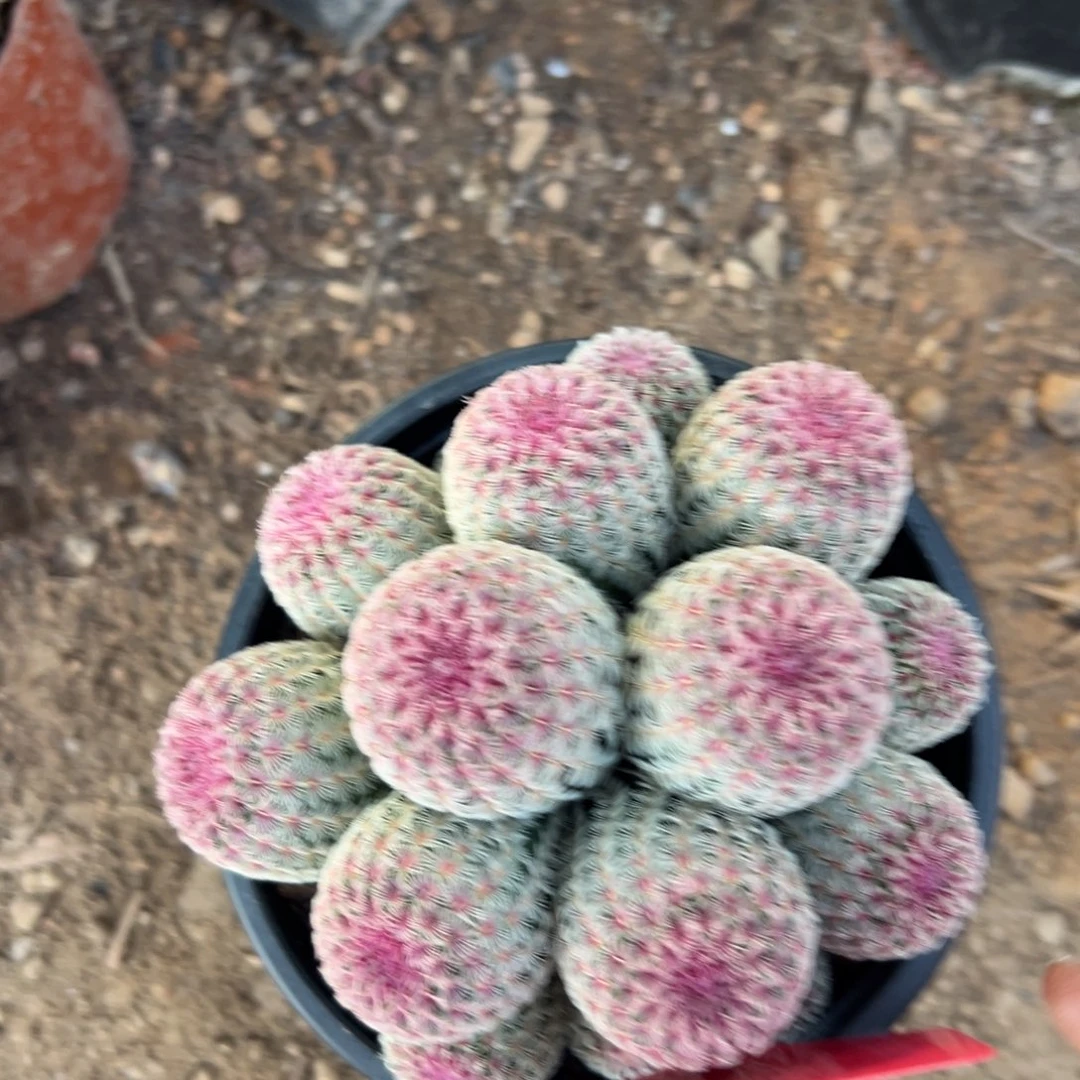 *****零零落落 零零落落