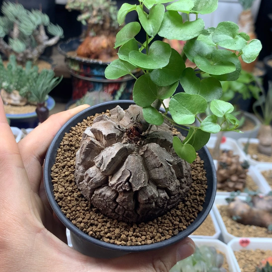 福利南非龟甲龙带盆发