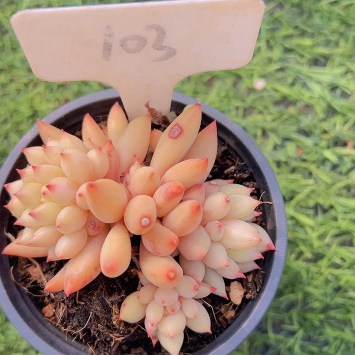 健健康康平平安安