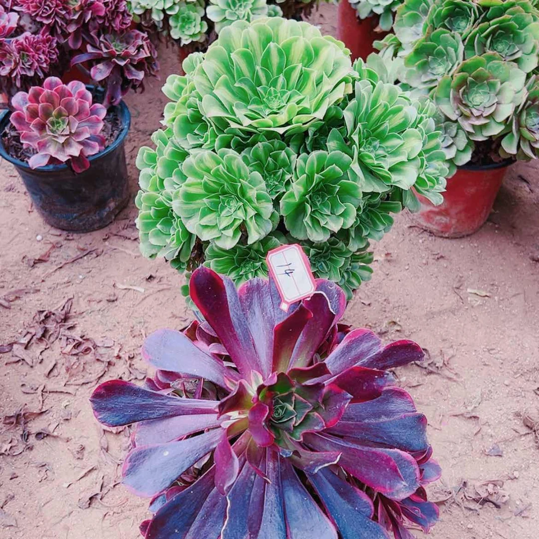 【闪购商品】无花朵李*14号粉粹琉璃，金丝雀多肉植物无售后