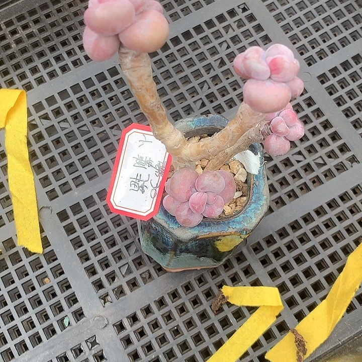 小***猫天哦了就死咯努力急急如律令就摸