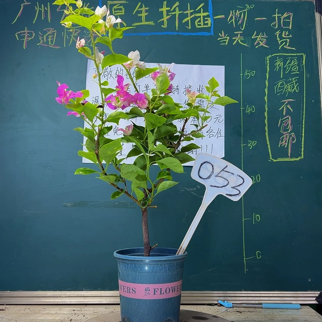 当前无花栽培后可以开花  漳红樱  053