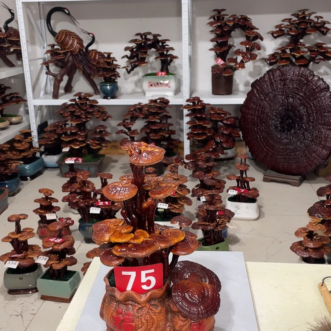 无花朵888888888888888