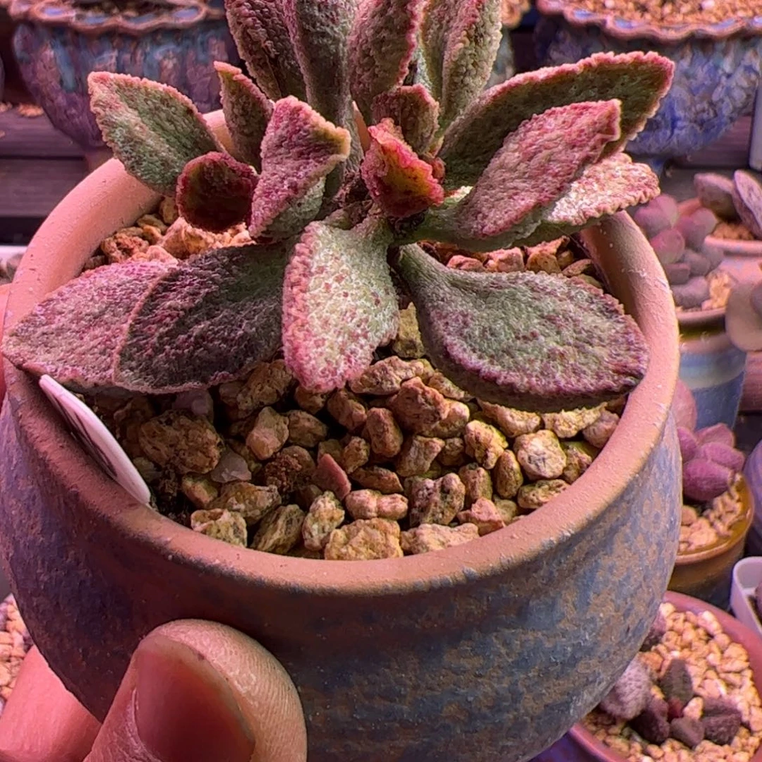 柠***鹿爱丽丝。啦啦啦啦啦啦啦