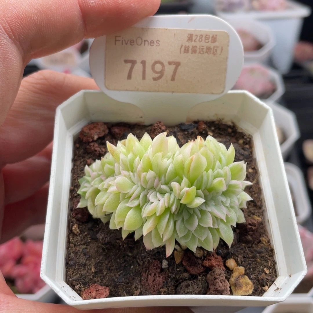 东云缀7197-5厘米