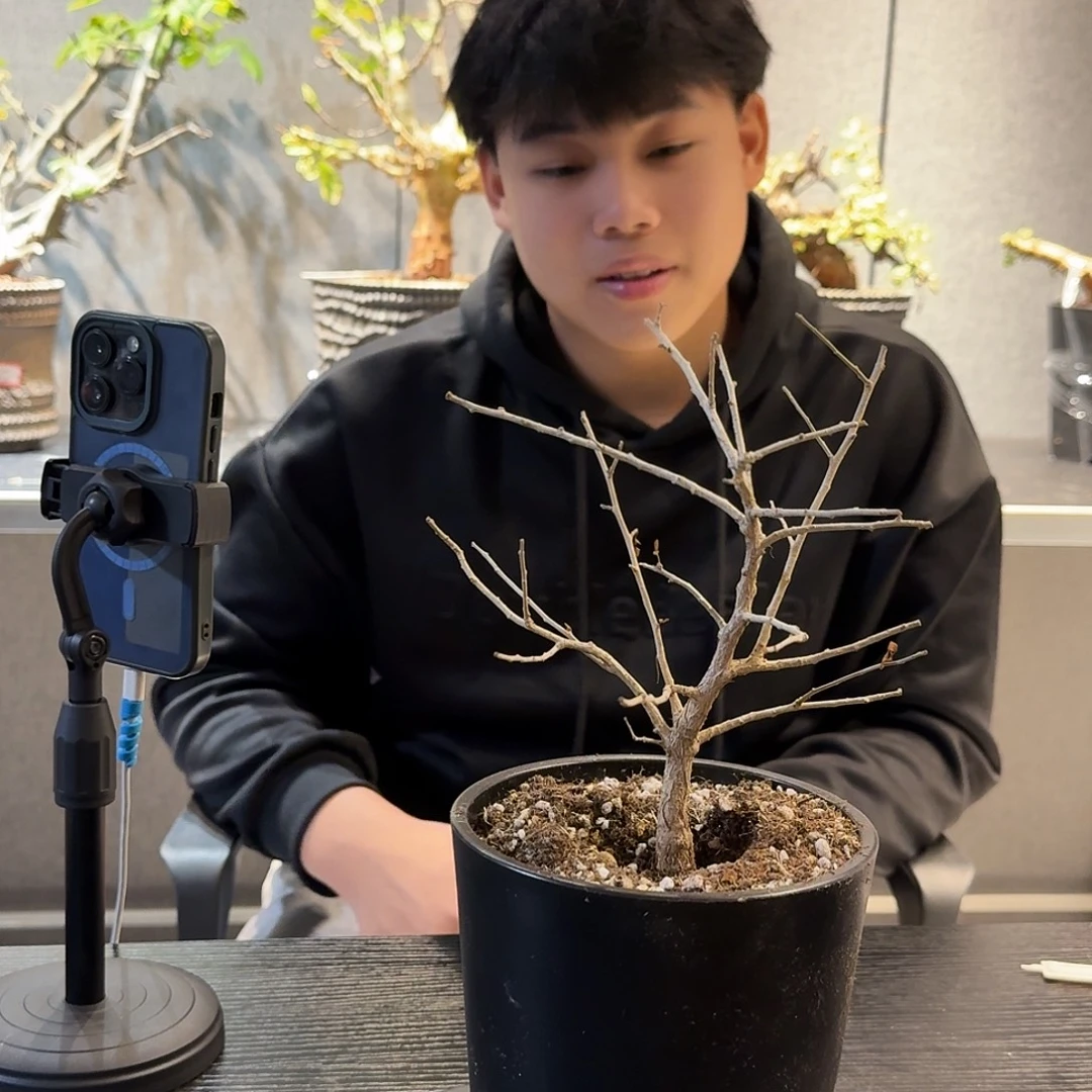 黧乳香实生带盆一个