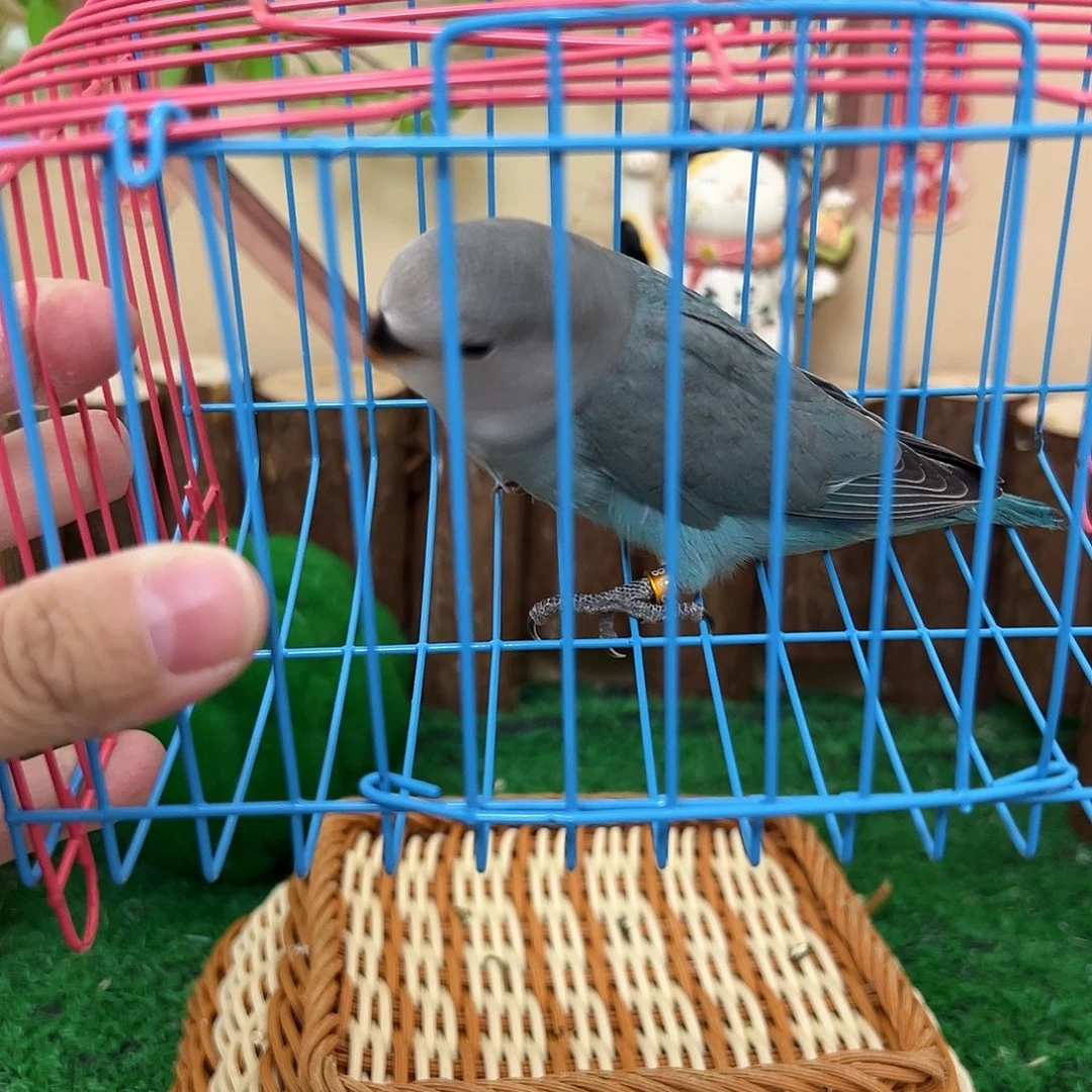 桃脸牡丹鹦鹉01338 松银