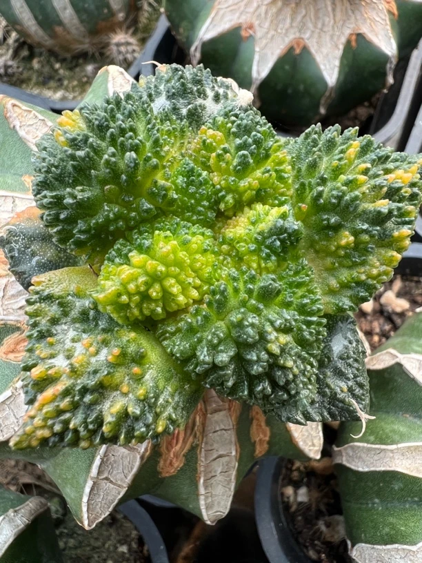 哥斯拉龟甲牡丹散斑拉丝花锦苗接可挑