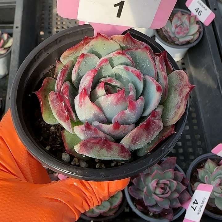 1 惊鸿仙子多肉植物6-9cm