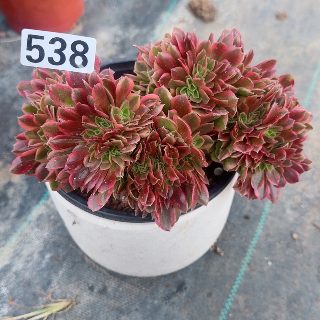 538维纳追多肉植物