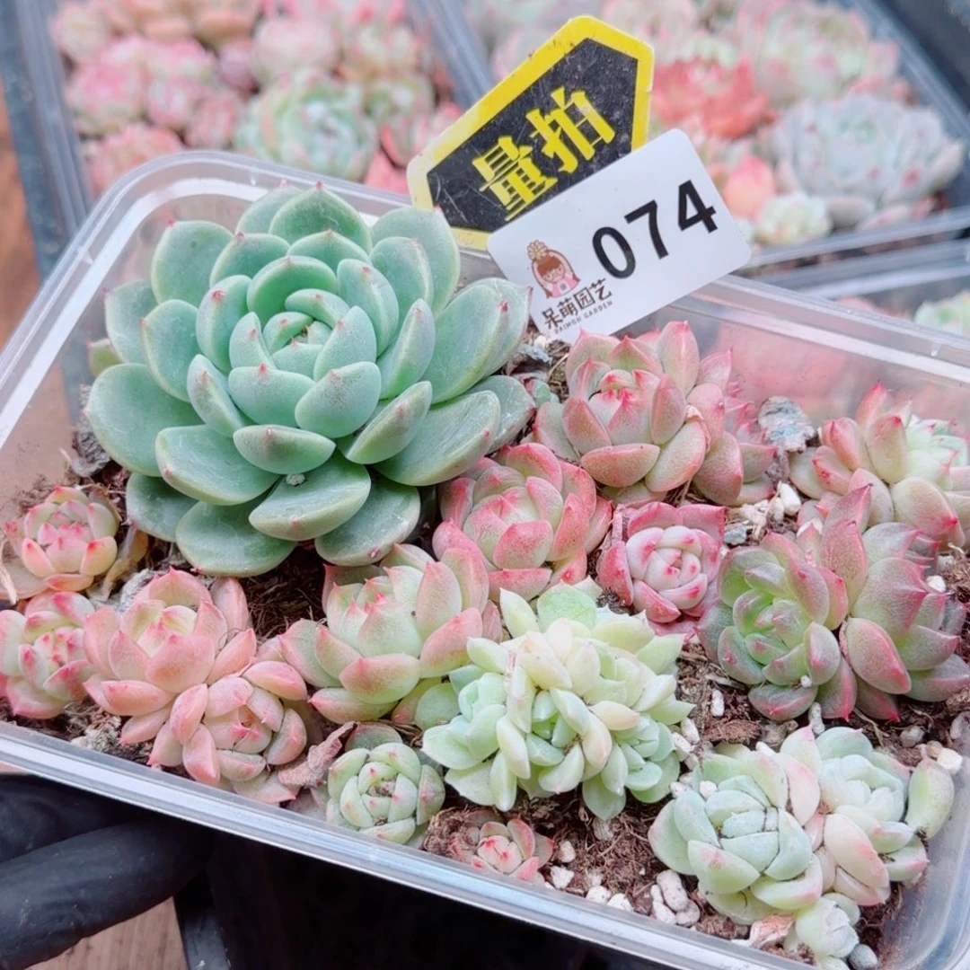 多肉植物多肉植物