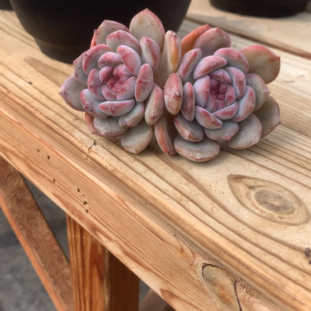 ?**࿐佳一突尼斯发货多肉