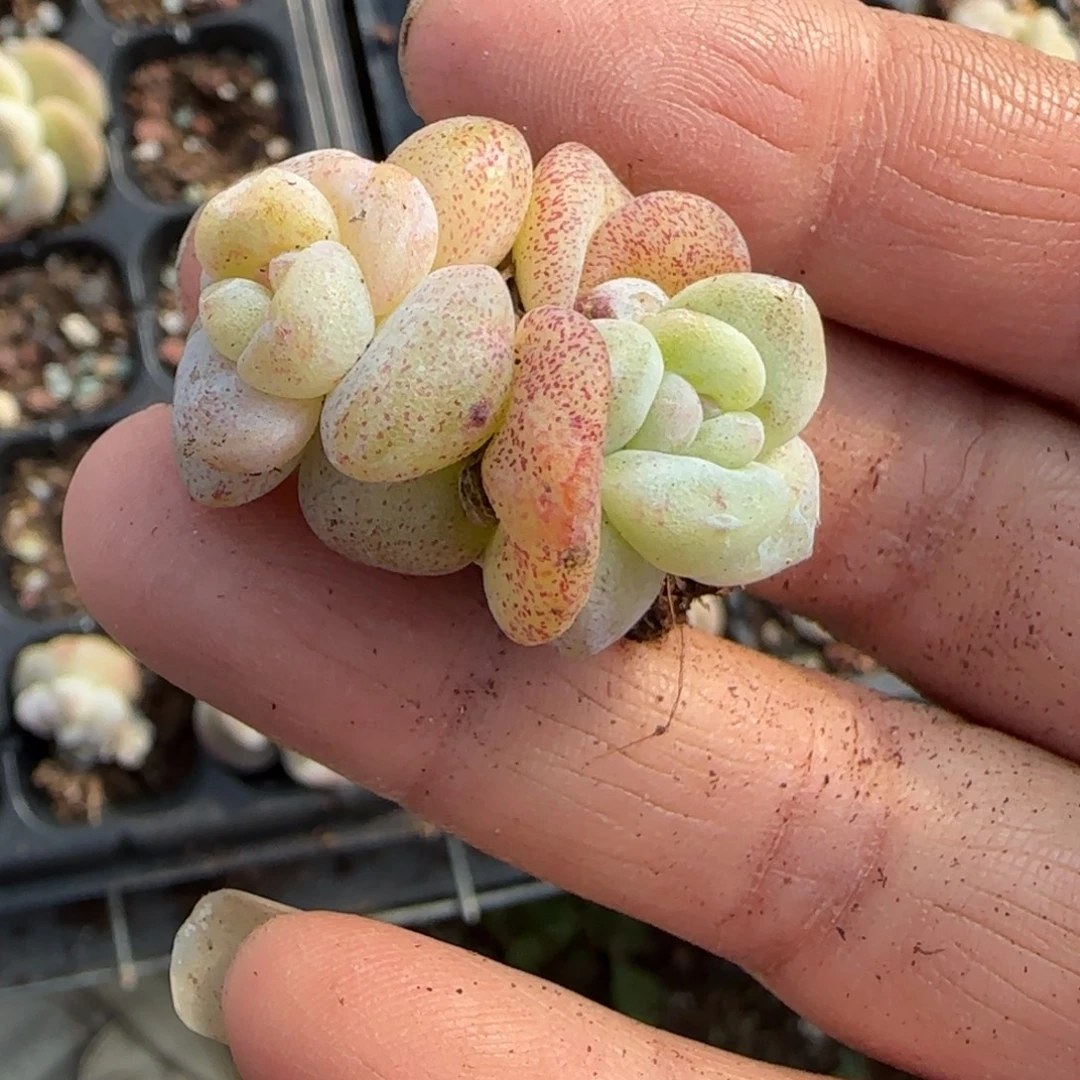 小卡拉米糖心一物一拍