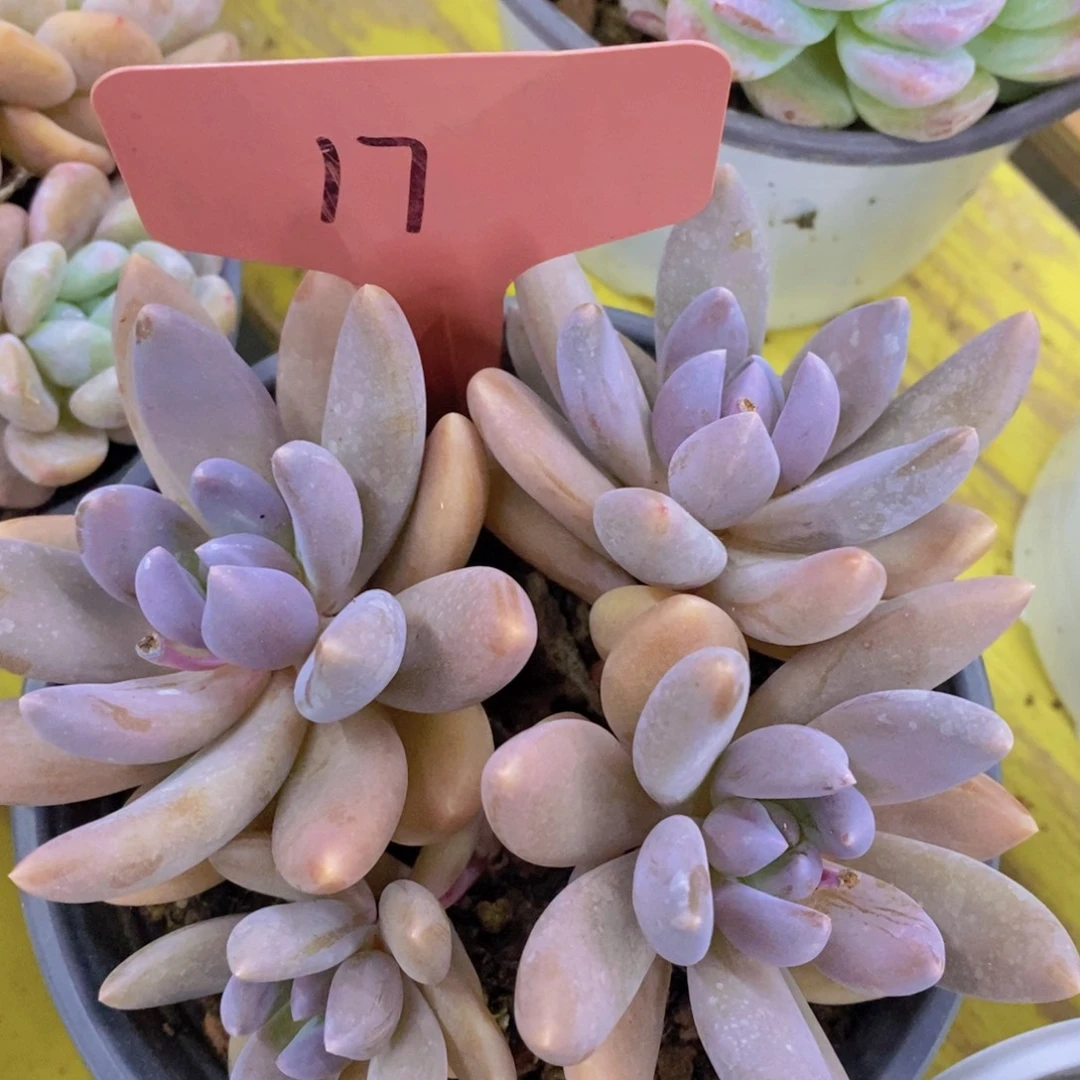 开心多肉，清货场啊