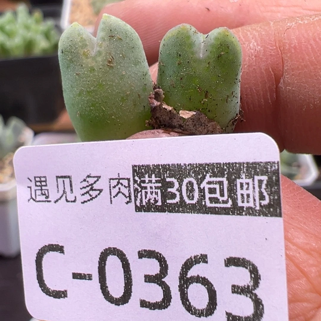 多肉植物11111111111111