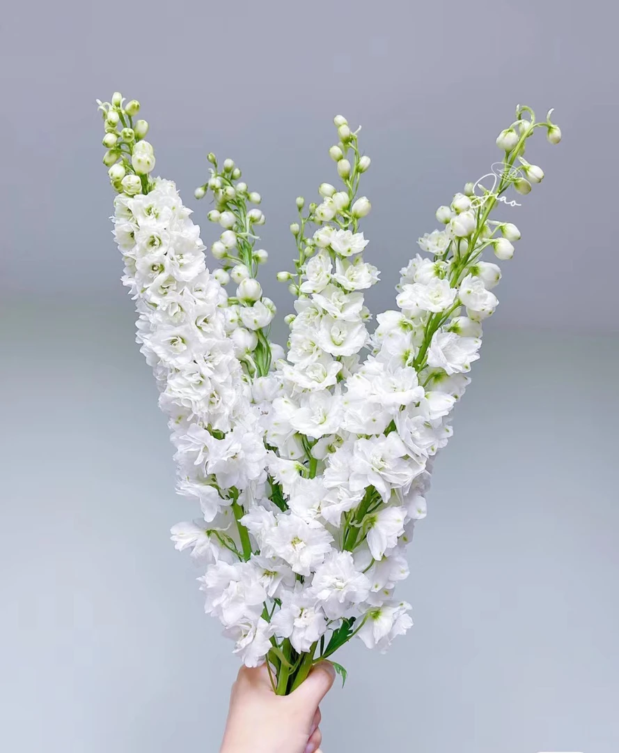 大花飞燕草花苗耐寒庭院楼顶花园室外地栽耐寒植物好养活